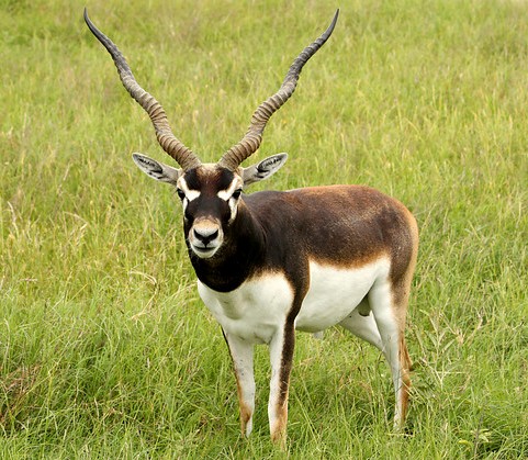 Blesbuck Carved Skull - Beautiful Horns