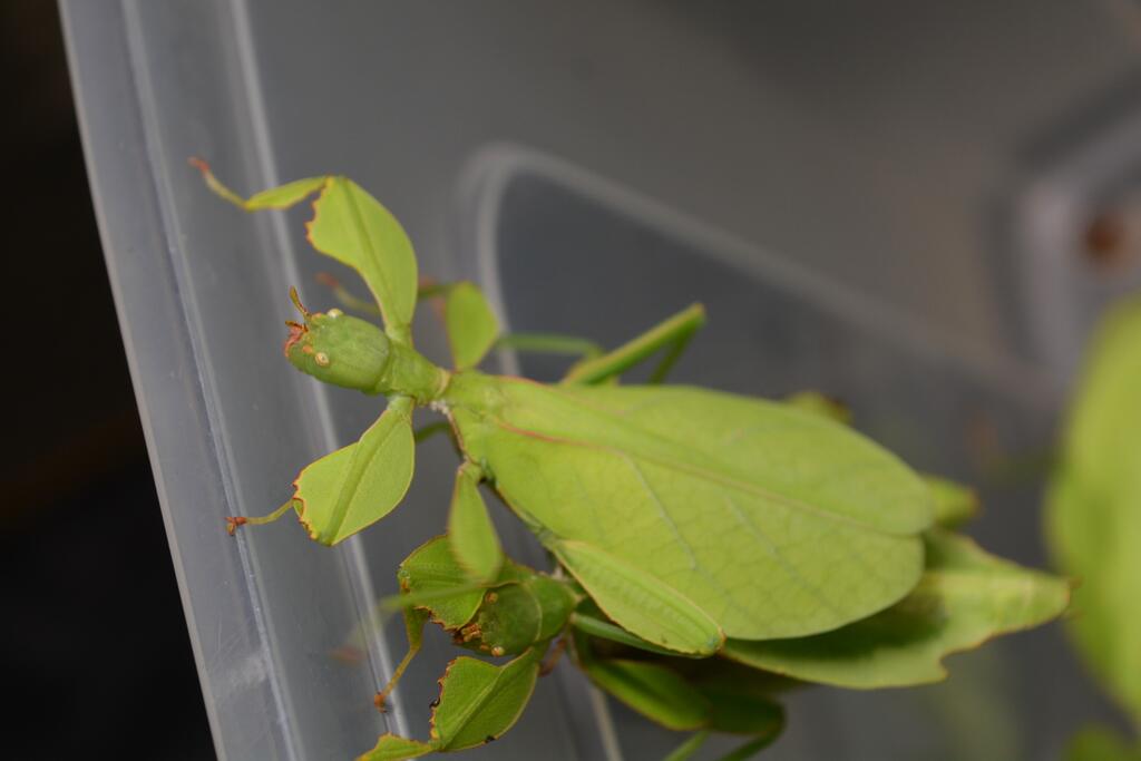 Phyllium gantungense Листовидка