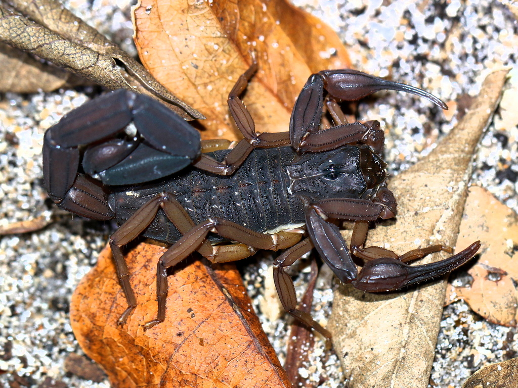 Centruroides gracilis Centruroides gracilis