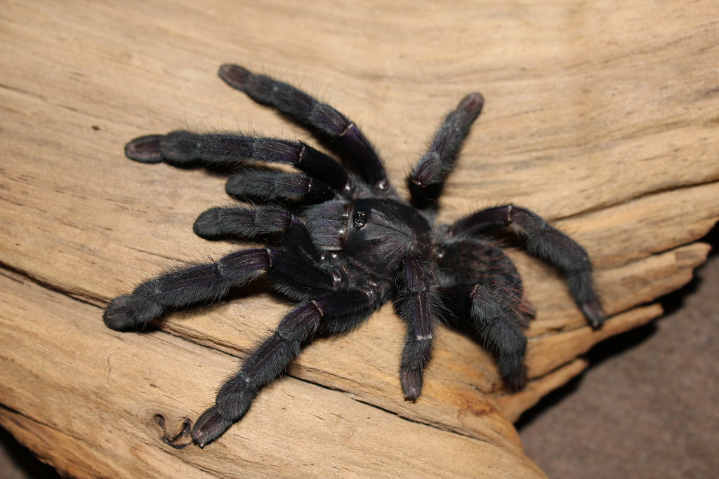 Lampropelma sp. (Borneo Black) Lampropelma sp. (Borneo Black)