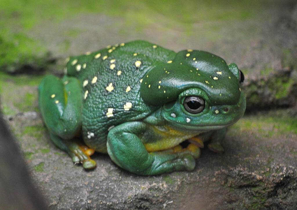 Litoria splendida, или Ranoidea splendida Великолепная квакша, или Великолепная литория