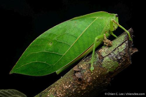 гигантский кузнечик Siliquofera grandis