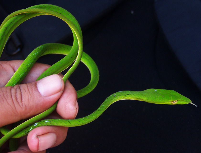 Зеленая плетевидная змея 