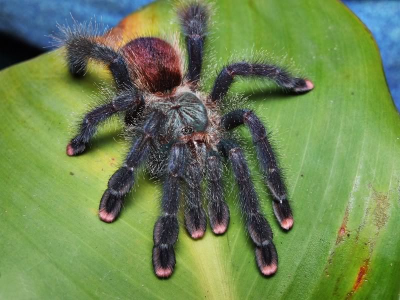 Avicularia velutina | zoo-ekzo.com- Экзотические животные