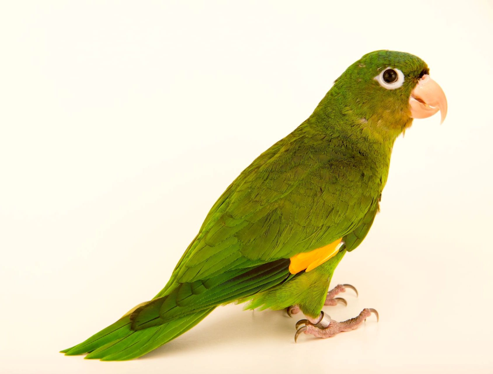 Краснокрылый тонкоклювый попугай | zoo-ekzo.com- Экзотические животные