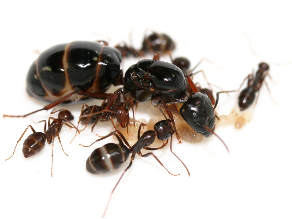 Camponotus largiceps