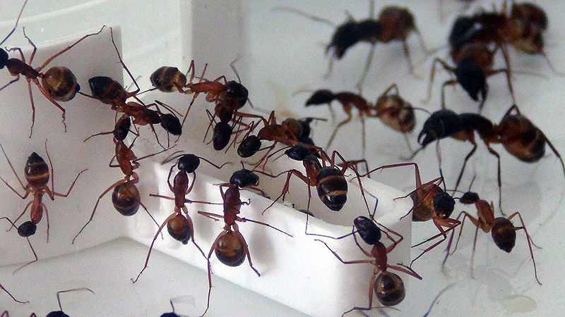 Camponotus thoracicus Camponotus thoracicus