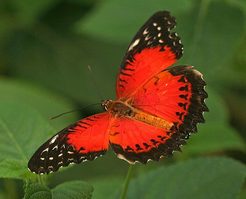 Tiger moth, Hyperthaema sanguineata, Arctiinae Tiger moth, Moth, Beautiful bugs