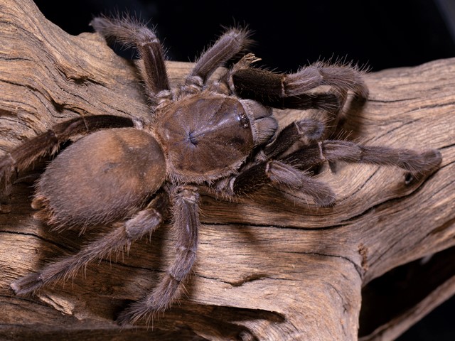 Chilobrachys dyscolus Chilobrachys dyscolus