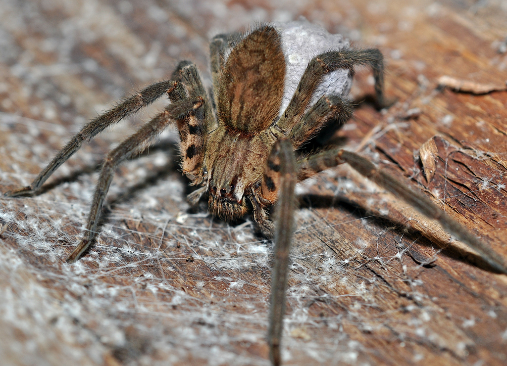 Brazilian Wandering Spider (Phoneutria fera) Brazilian Wan. Flickr