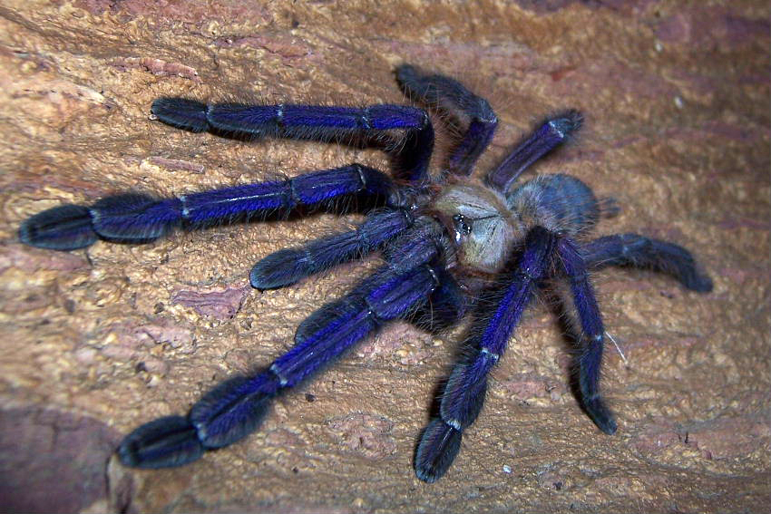 Lampropelma violaceopes