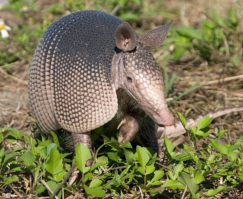 Nine-banded armadillo or common long-nosed armadillo | zoo-ekzo.com-  Экзотические животные