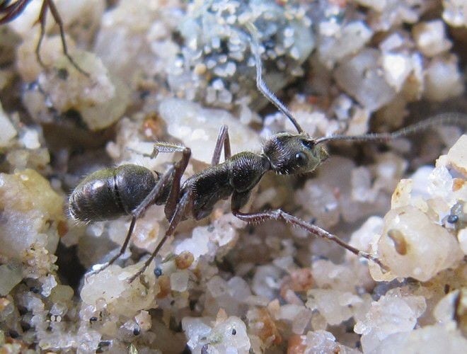 Diacamma rugosum Diacamma rugosum