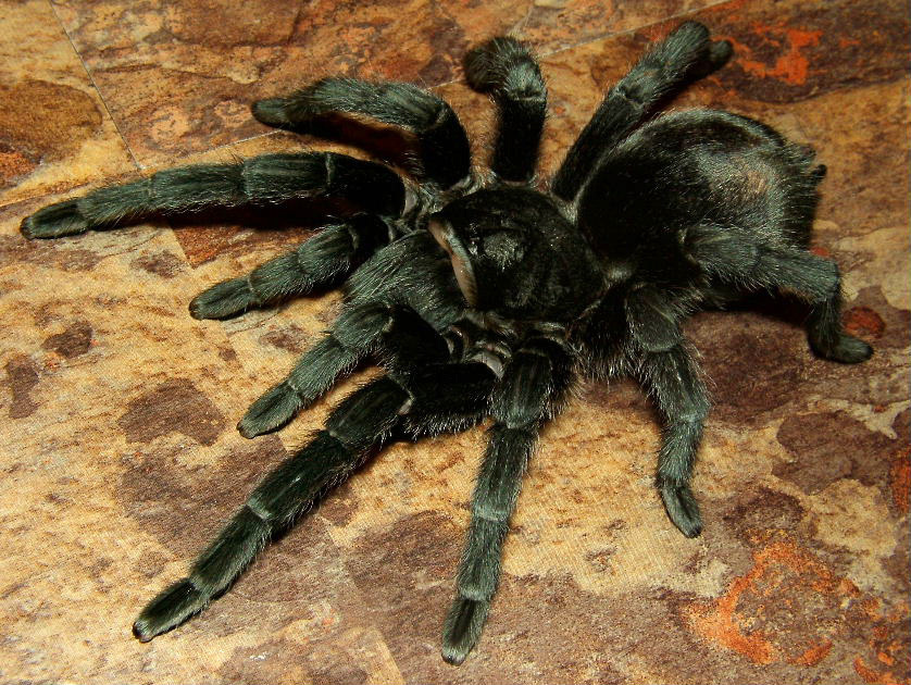 Grammostola pulchra