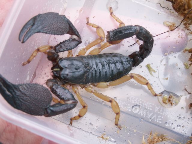 Heterometrus madraspatensis Heterometrus madraspatensis