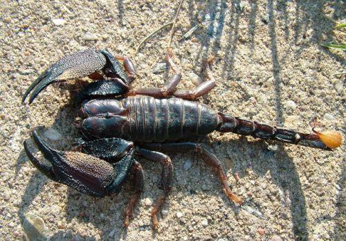 Heterometrus mysorensis Heterometrus mysorensis