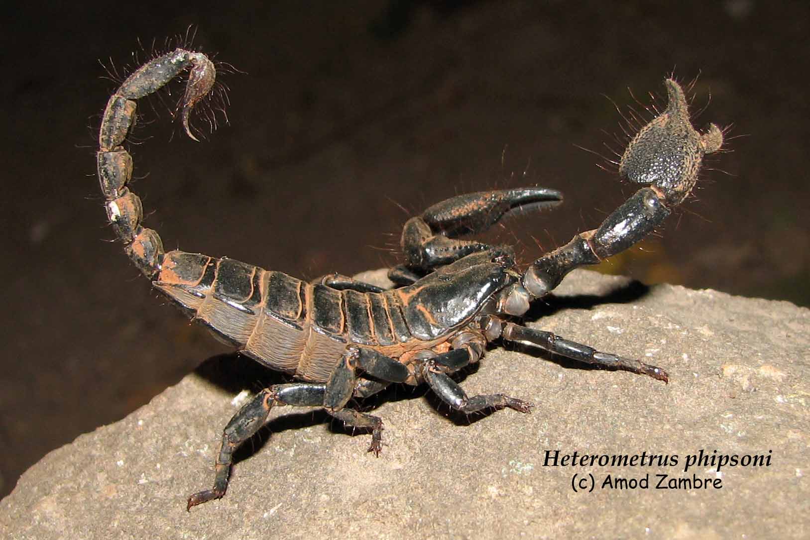 Heterometrus phipsoni Heterometrus phipsoni
