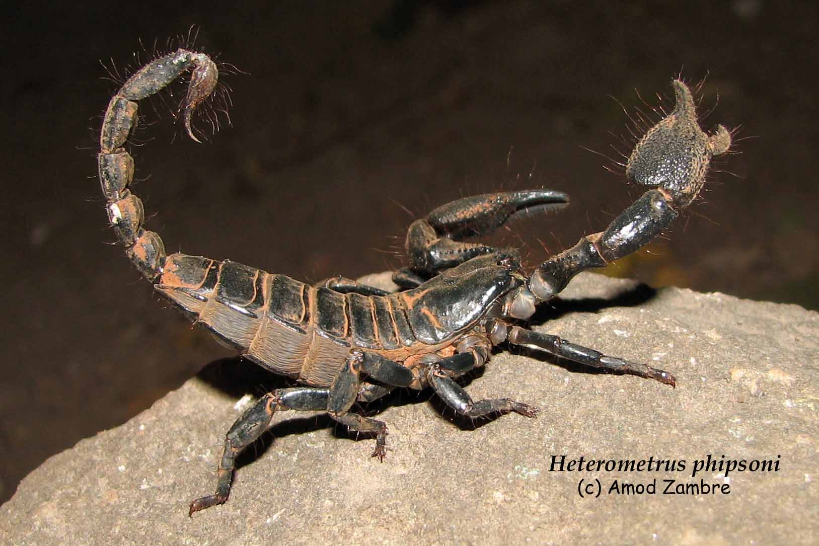 Heterometrus phipsoni