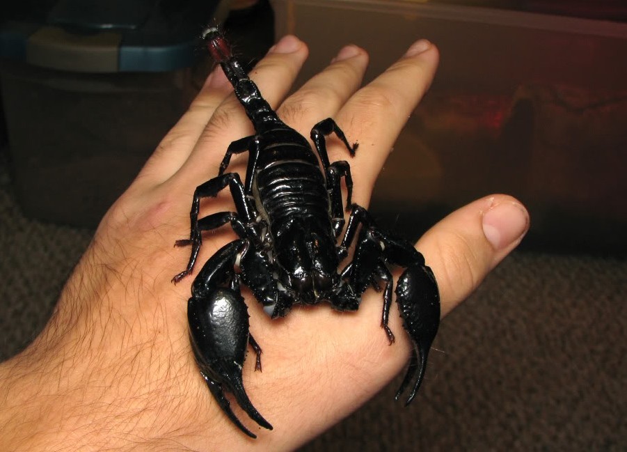 Heterometrus spinifer Heterometrus spinifer