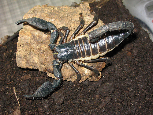 Heterometrus swammerdami Heterometrus swammerdami
