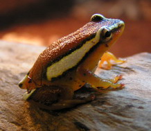 Hyperolius mitchelli Тростянка Митчелла