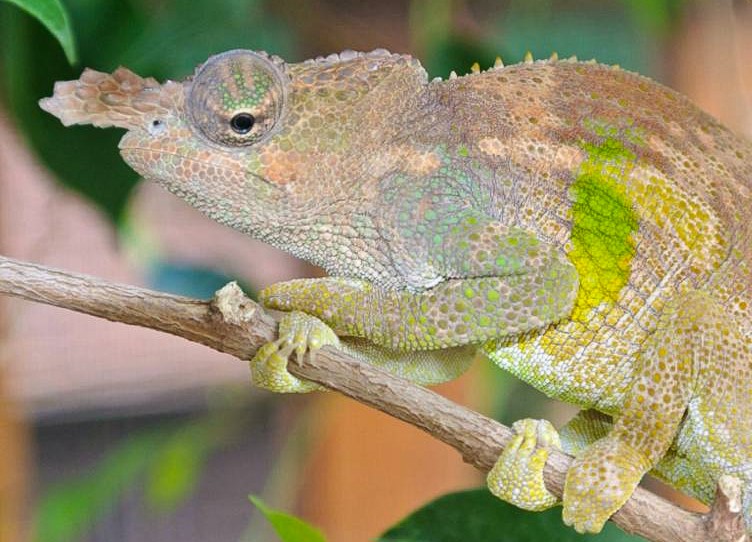 Хамелеон род. Kinyongia boehmei. Kinyongia tavetana (Килиманджарский двурогий хамелеон. Kinyongia.