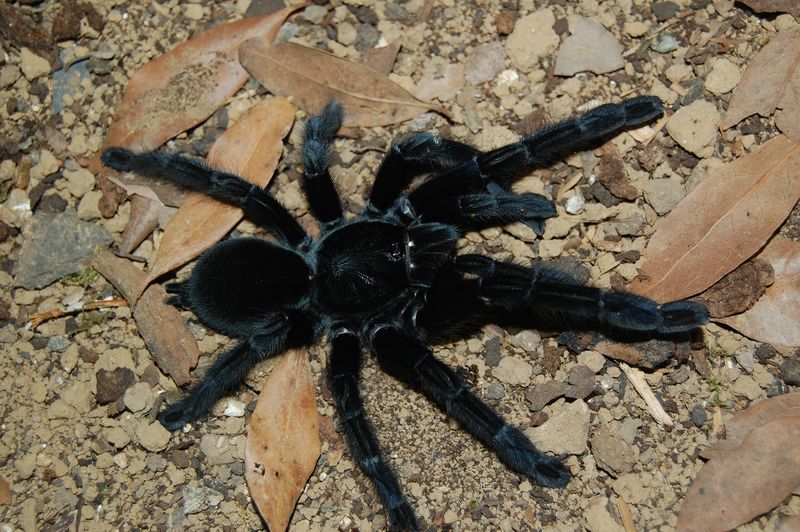 Black Widow Spider (B&W) - a photo on Flickriver Black widow spider, Widow spide