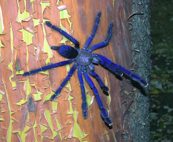 Lampropelma violaceopes Lampropelma violaceopes