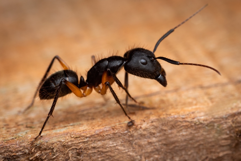 Camponotus renggeri Муравьи-древоточцы