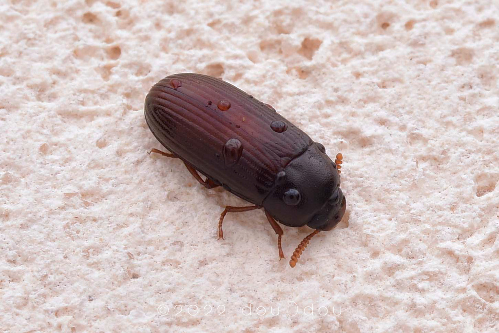Ulomoides dermestoides Жук-знахарь