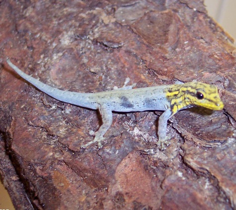 Желтоголовый карликовый геккон