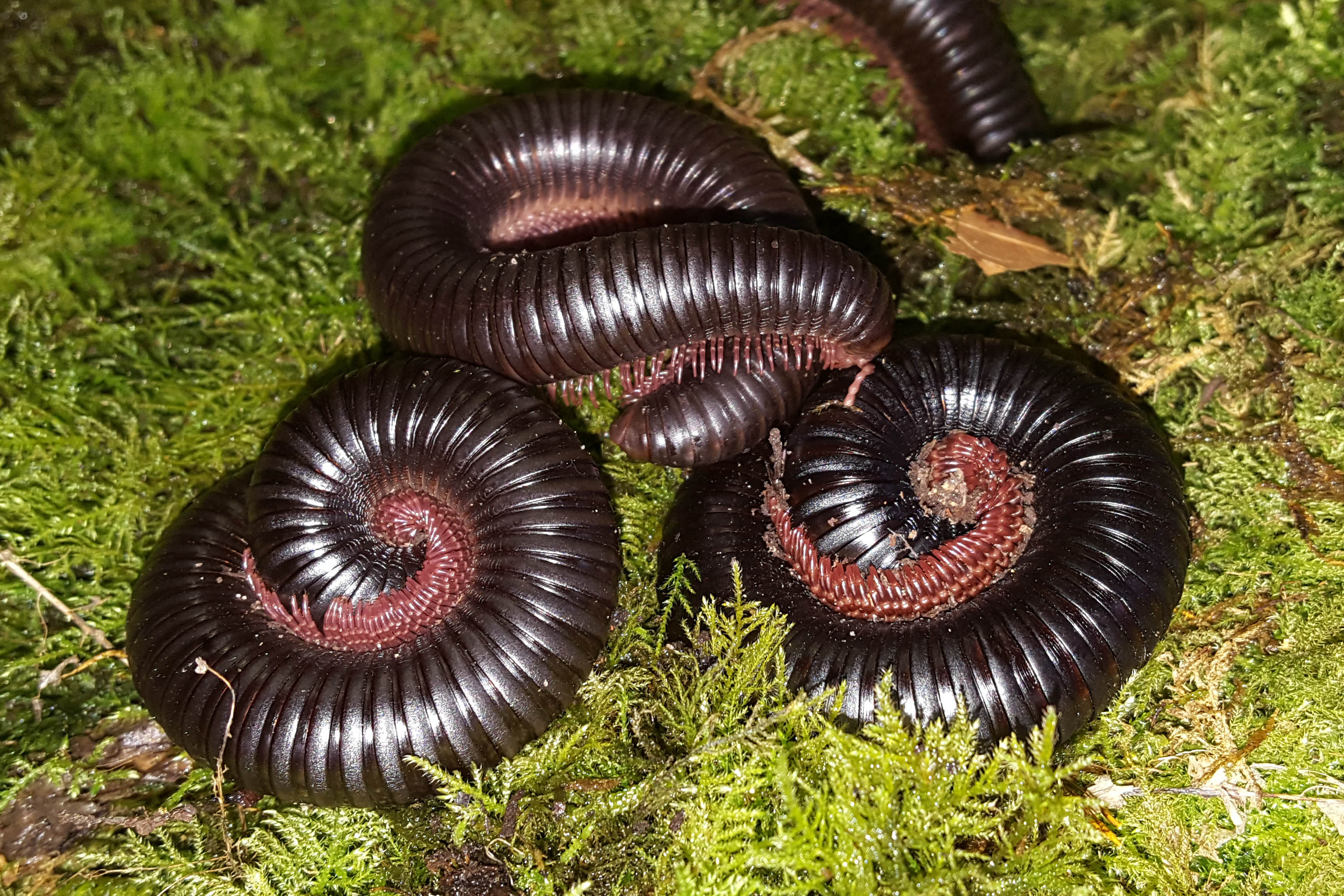 Кивсяк это. Кивсяк (parilis acuticonus). Mardonius parilis. Mardonius parilis acuticonus. Черный Африканский кивсяк.