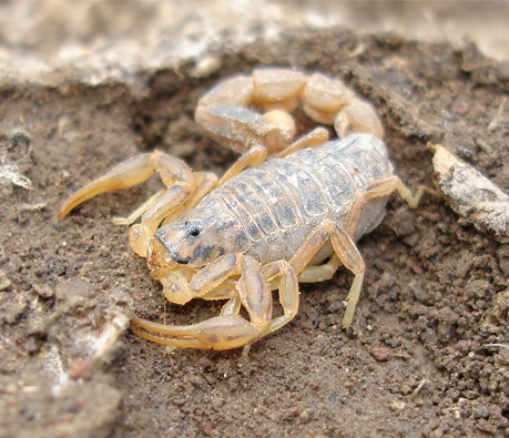 Mesobuthus caucasicus, или Olivierus caucasicus Mesobuthus caucasicus, или Olivierus caucasicus