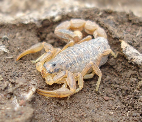 Mesobuthus caucasicus, или Olivierus caucasicus