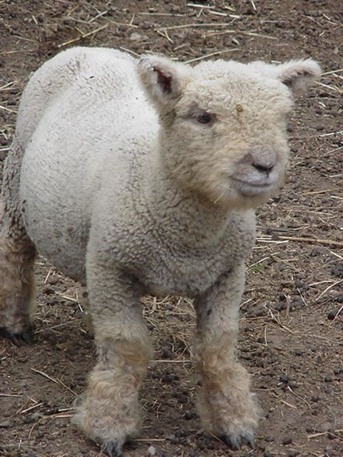 Мини баран, или карликовая овца | zoo-ekzo.com- Экзотические животные