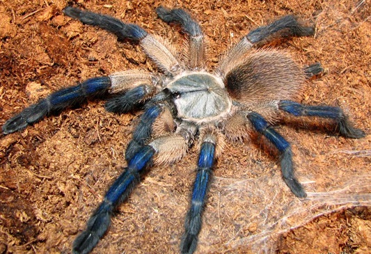 Monocentropus balfouri