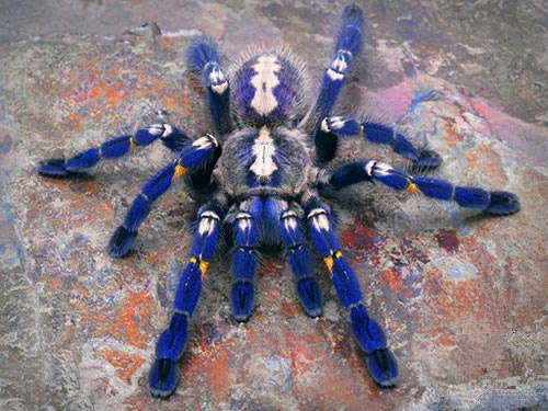 Poecilotheria metallica