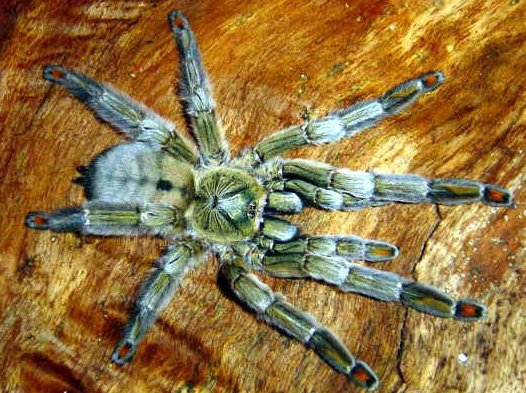 Psalmopoeus cambridgei