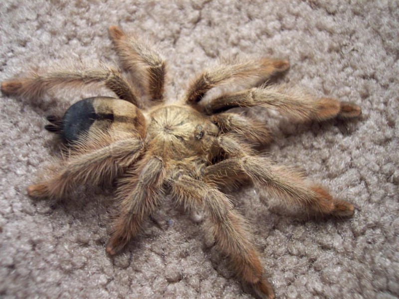 Psalmopoeus pulcher Psalmopoeus pulcher