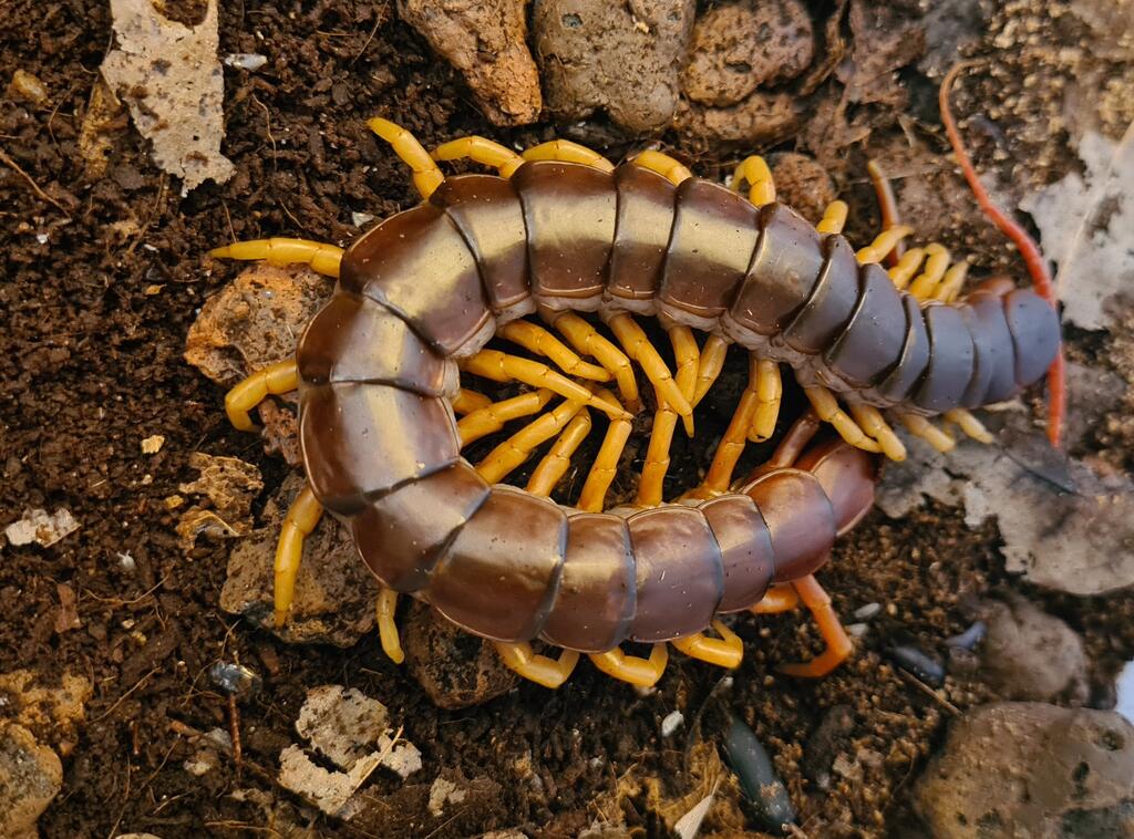 scolopendra dehaani