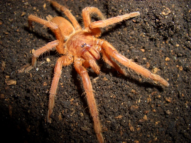 Orphnaecus philippinus Orphnaecus philippinus