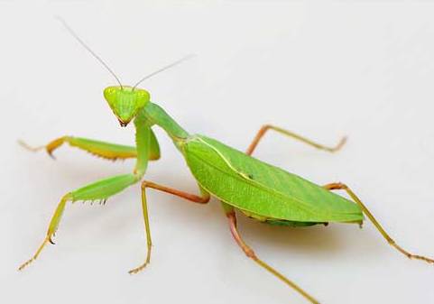 Sphodromantis baccettii