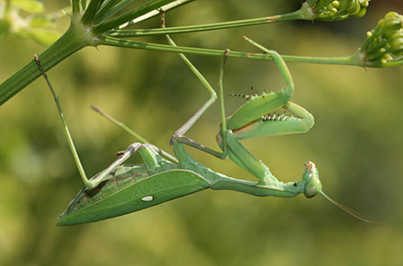 Sphodromantis viridis Sphodromantis viridis