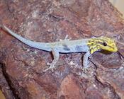 Желтоголовый карликовый геккон