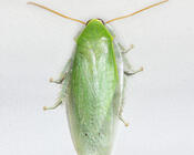 Зеленый таракан, или банановый таракан