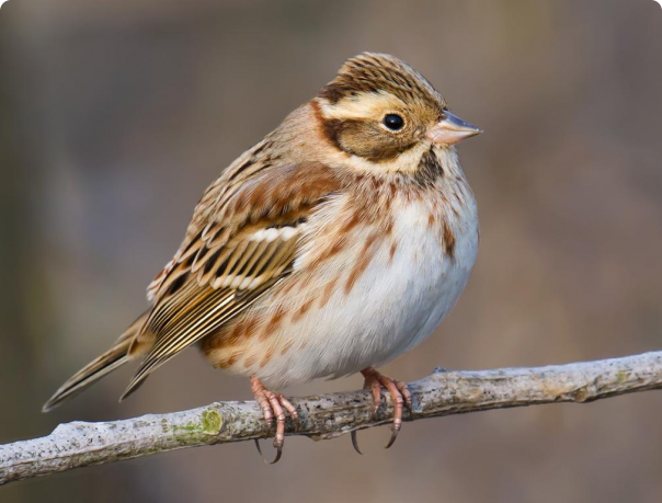 овсянка ремез содержание в неволе. emberiza rustica 0. овсянка ремез содержание в неволе фото. овсянка ремез содержание в неволе-emberiza rustica 0. картинка овсянка ремез содержание в неволе. картинка emberiza rustica 0. Есть замечательные птички из отряда воробьиных. Они получили распространение во всём мире. Наиболее часто их можно встретить в Азии, Африке и, конечно же, в Европе. Территория России и бывших республик Советского Союза может особо похвастаться этой птичкой. Она радует слух и живёт как в горах, так и на равнинах. А ещё они прекрасно могут жить в неволе. Что же это за птица? Об этом можно узнать, прочитав статью.