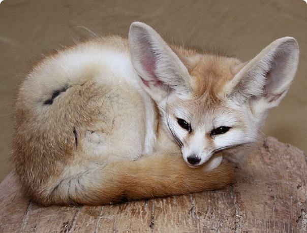 в какой природной зоне живет лисица фенек. fennecus zerda 0. в какой природной зоне живет лисица фенек фото. в какой природной зоне живет лисица фенек-fennecus zerda 0. картинка в какой природной зоне живет лисица фенек. картинка fennecus zerda 0. В песчаных пустынях на севере Африки живет миниатюрная лисичка фенек (лат. Fennecus zerda). Масса животного совсем невелика — около 1,5 кг, ростом тоже зверек не вышел. Но что привлекает внимание к этой лисичке — так это ее уши. Занимающие практически треть от размера всего тела животного, они великолепно улавливают даже самые незначительные шорохи. Именно благодаря своим ушам фенек очень удачно охотится в темное время суток.