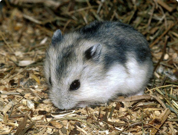 Джунгарский хомячок | www.zoo-ekzo.ru - Экзотические животные