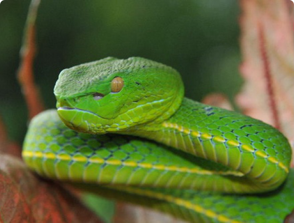 Змеи заморозка для чего используют. Смотреть фото Змеи заморозка для чего используют. Смотреть картинку Змеи заморозка для чего используют. Картинка про Змеи заморозка для чего используют. Фото Змеи заморозка для чего используют Змеи заморозка для чего используют. Смотреть фото Змеи заморозка для чего используют. Смотреть картинку Змеи заморозка для чего используют. Картинка про Змеи заморозка для чего используют. Фото Змеи заморозка для чего используют